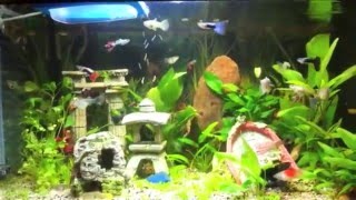 Acquario Poecilidi Guppy Platy [upl. by Zelig]