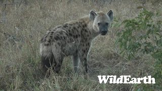 WildEarth  Sunset Safari  15 July 2023 [upl. by Nicks887]