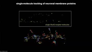 Dissection the Dynamic Nanoscale Organization of Neuronal Synapse [upl. by Cthrine]