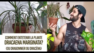 Comment entretenir la plante Dracaena marginata ou Dragonnier ou Dracéna Entretien et conseils [upl. by Eldreeda]