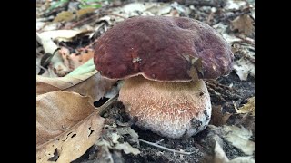 Funghi Porcini💪🍄IL ROSSO IN CASTAGNO [upl. by Conias226]