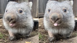 Cuddly Wombat Is Obsessed With His Stuffed Animal 45 [upl. by Lladnek]