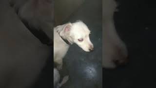 Sandy patison share doglover milanote subscribe funny like puppy [upl. by Agata]