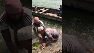 Amazing River Fish Gone And Catch fish fishingvideo fishing [upl. by Nyrem453]