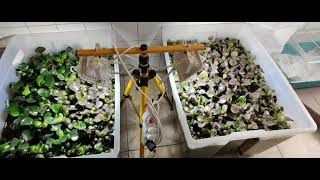 How to successfully overwinter Eichhornia crassipes  Water Hyacinth [upl. by Yla]