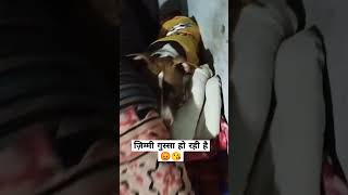 zimmy aaj Jayda hi naaraj ho gyi thi punjabi song newsong doglover [upl. by Curt167]