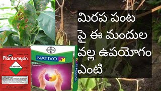 what is the uses of nativo and plantomycin in Mirchi plant powdery mildew root wilt [upl. by Elleb]