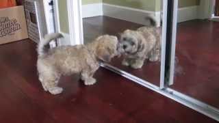 Shih Tzu  Bichon Mix Licking a Mirror [upl. by Ramma]