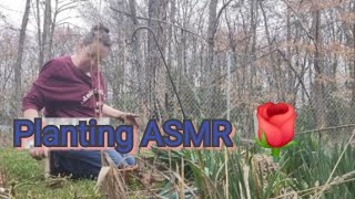 Planting a Rosebush ASMR [upl. by Anelrats966]