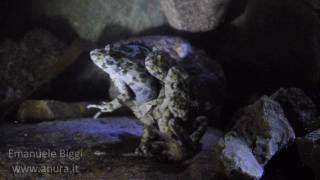 Parsley frog Pelodytes punctatus breeding frenzy [upl. by Shull139]