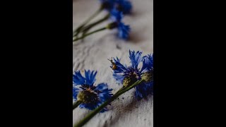 Blue Cornflower Annual Garden Flower Seeds [upl. by Mourant]