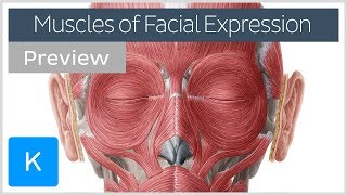 Muscles of facial expression preview  Human Anatomy  Kenhub [upl. by Neirda]