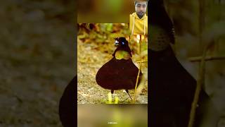 The dancing bird facts short shorts viralvideo new [upl. by Christensen985]