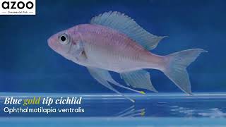 Ophthalmotilapia ventralis  Blue gold tip cichlid  č—¨åø¯ę¸ē‡ [upl. by Jamey488]