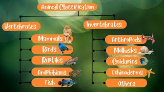 Animal Classification Vertebrates and Invertebrates [upl. by Eetak]