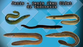 Jenis  jenis Ikan Sidat di Indonesia [upl. by Cirtap]