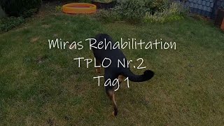 Miras Reha nach TPLO  Tag 1 [upl. by Sandeep]