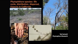 Phytophthora species life cycle distribution dispersal impacts in California [upl. by Yllil630]