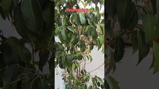 Ficus ka plant 🪴 gardenplants nature shorts trending viralshort [upl. by Adnaluy]