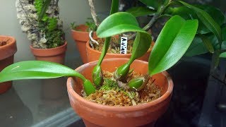 Bulbophyllum collection assessment September 2018 [upl. by Culosio]