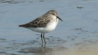 Shorebirds Semipalmated Sandpipers et al  Port Mahon DE 72324 [upl. by Aholla744]