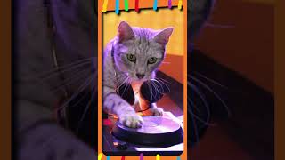 The Kiffness XYLOPHONE Cat is a ROCKn ROLL Cat [upl. by Judson]