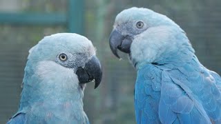 Rarest macaws in the world  Spix Macaw [upl. by Suivatnod]