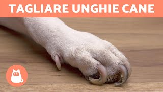 Come tagliare le unghie al cane in casa 🐶 PASSO PER PASSO CON TRUCCHI [upl. by Ledarf]