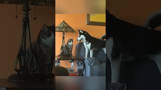 🐶 amp 🐈 shortvideo funny funnypetschannel cat petschannel yourcat petslovechannel yourpet [upl. by Alakam633]