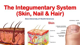 Exploring the Integumentary System The Skin Hair and Nails  Explained by Tutor Hanif khan [upl. by Ennaerb]