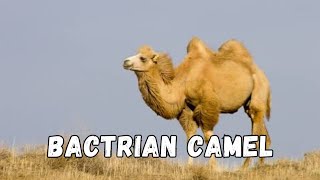 Discover the incredible resilience of The Majestic Bactrian Camel animals camel desert [upl. by Asilegna]