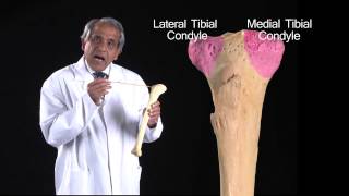 The Tibia  Anatomy Tutorial [upl. by Gilus]