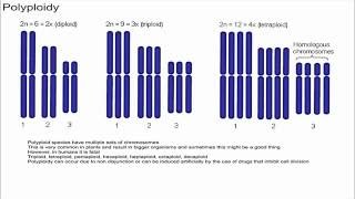 Polyploidy [upl. by Meter]