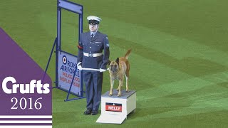 RAF Display  Crufts 2016 [upl. by Bennet]