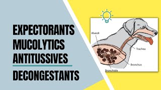 VET PHARMA 2  Expectorants Decongestants amp Antitussives  Module 18 19 Student Output [upl. by Kassity]