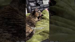 Cat Annoyed By Owners Licking Sounds [upl. by Tanaka]