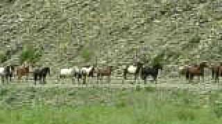 Covered Wagon Ranch Running Horses [upl. by Tova]