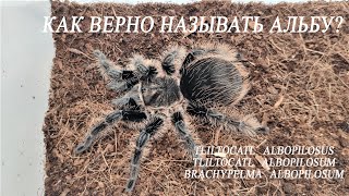 Как правильно называть альбу Brachypelma albopilosum Tliltocatl albopilosum Tliltocatl albopilosus [upl. by Janos]