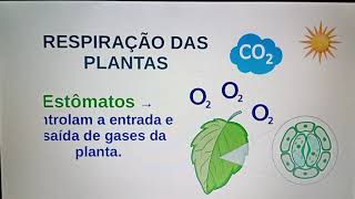 Ciências 4º ano  Nutrição respiração e transpiração das plantas [upl. by Ilhsa746]