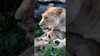 lioness cuddling with newborn cubs [upl. by Nosidam]