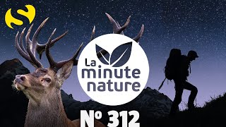 CERF LE RETOUR DU ROI No 312 [upl. by Ecarret]