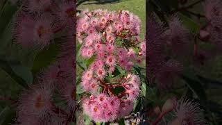 Corymbia Summer Beauty in bloom amp covered in Australian native bees [upl. by Herrington]