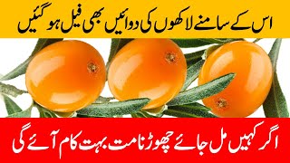 Sea buckthorn benefits  Sea buckthorn oil benefits  Sea buckthorn berry benefits in Urdu  Hindi [upl. by Rollecnahc975]