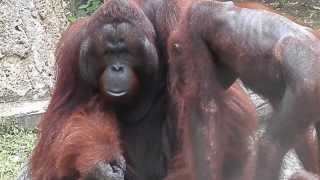 Thaïlande Deux orang outans bien pensif [upl. by Willdon272]