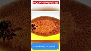 Kingdom Animalia  All phylum’s with examples [upl. by Alaine646]