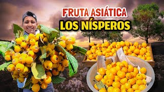 Cosechando la fruta Asiática🫒 Los ricos nísperos [upl. by Derfnam]