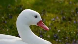 Head of a Coscoroba Swan Coscoroba coscoroba  Kopf eines Coscorobaschwans [upl. by Godden]