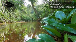 Fishes of a slow moving Western Ghat hillstream [upl. by Halimeda]