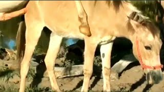 Horse breedingdonkey mating animal matinghorse mating and the best power video [upl. by Kari]