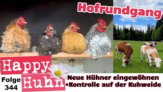 HofRundgang im Mai Neue Hühner eingewöhnen und Kontrolle bei unseren Mutterkühen Happy Huhn E344 [upl. by Berneta]